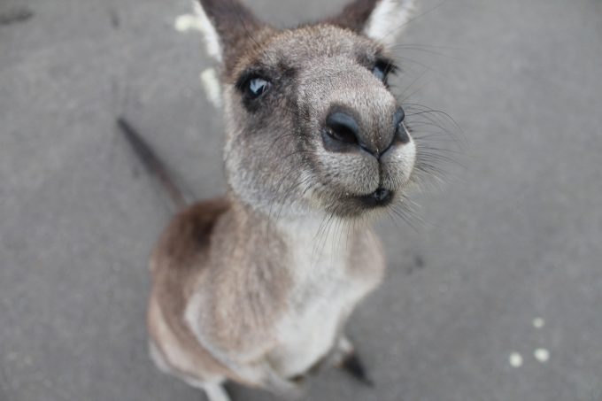 kangaroo-1149807_1280