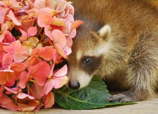 wild-life-1011565_1920