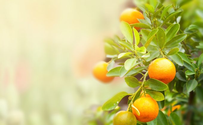 shutterstock_284803196