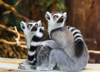 animals-1010643_1280