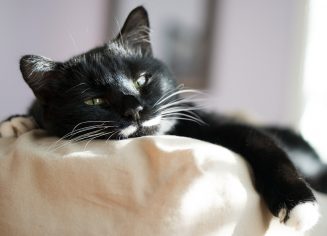 cat-3430571_1280