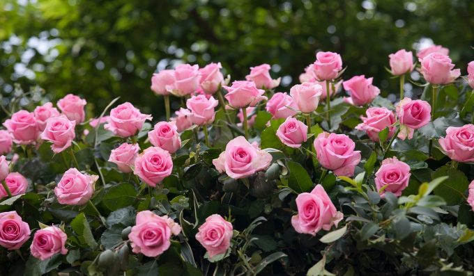 rose-3450846_1280