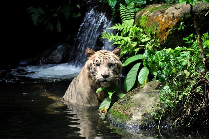 tiger-1203468_1280-1