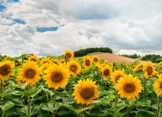 sunflowers-1091637_1280