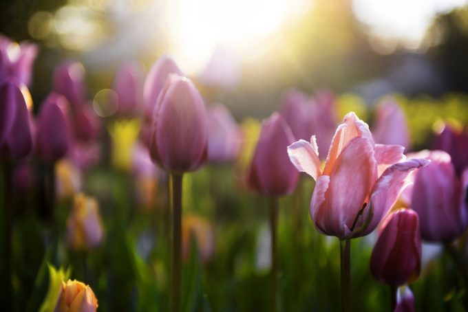 Spring tulips