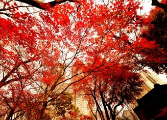 autumnal-leaves-2380617_1280