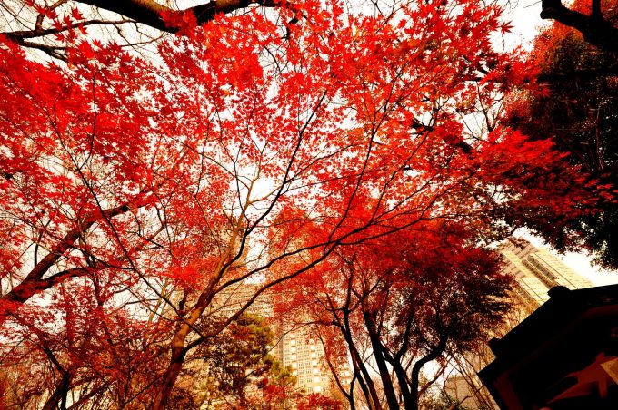 autumnal-leaves-2380617_1280