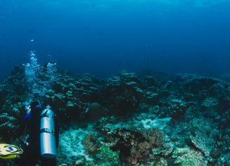 Scuba diver explore a coral reef