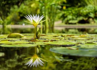 water-lily-1857350_1280